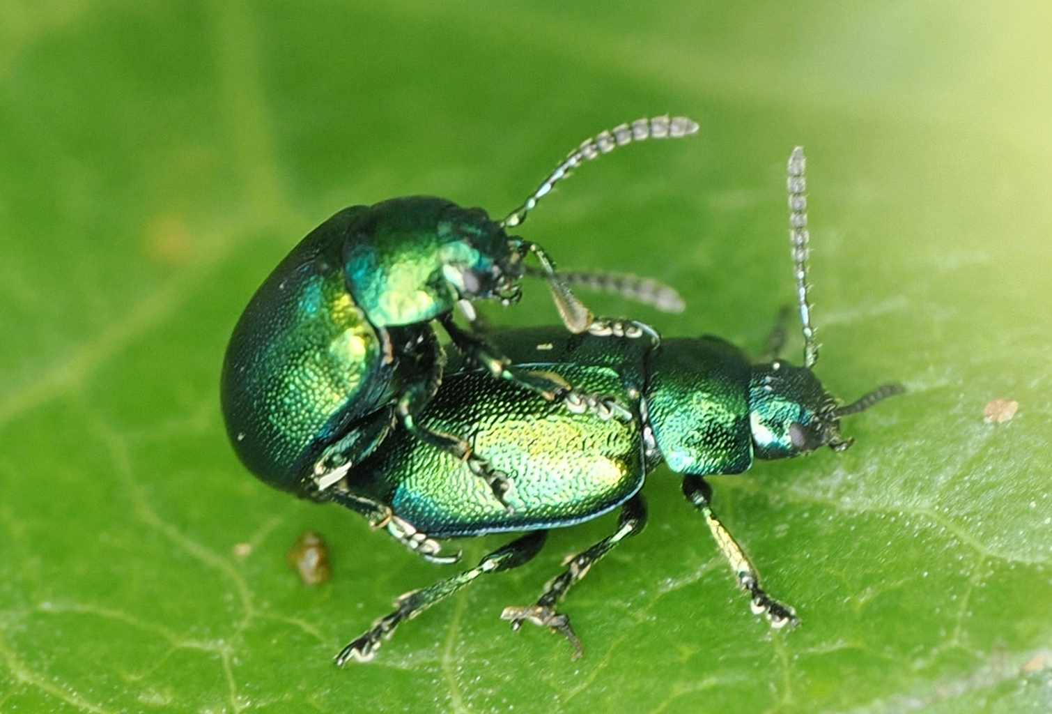Gastrophysa viridula